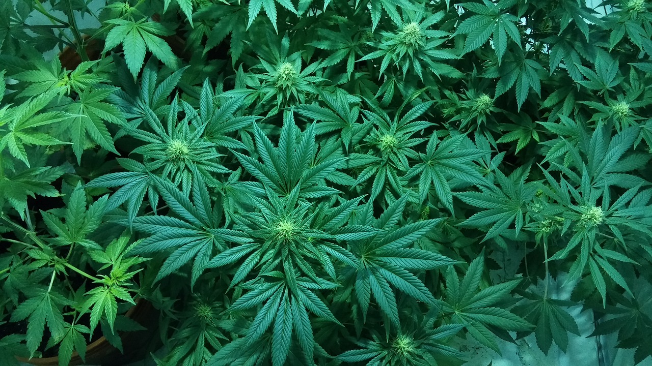 Kannabis